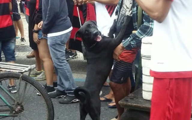 Cachorro apelidado de Cirino durante a AEROFLA2