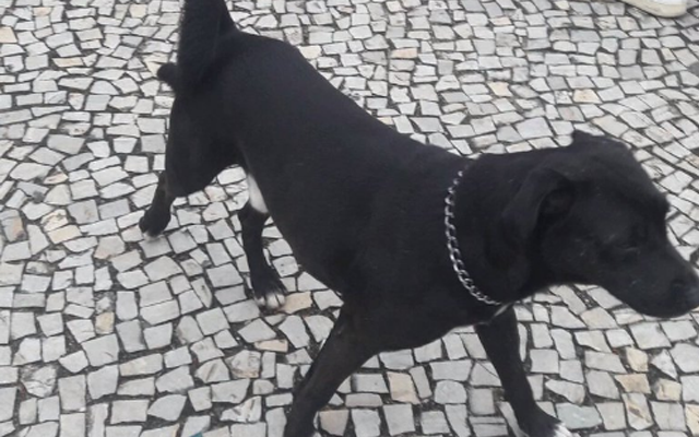 Cachorro apelidado de Cirino durante a AEROFLA2