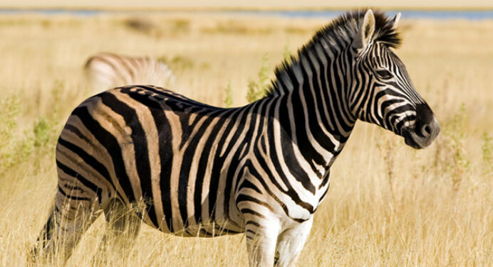 Roberto Assaf: “Atenção povo rubro-negro! O Paraná é um fantasma na vida do Flamengo”